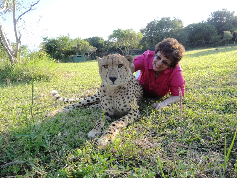 Laying Down with a Live Full Grown Cheetah in South Africa